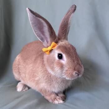 Ducky -  Palomino Rabbit for Adoption in Columbia, Maryland - Ducky | PetCurious