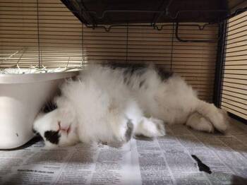 Dolly Parton -  Angora Rabbit Rabbit for Adoption in Vancouver, Washington - Dolly Parton | PetCurious
