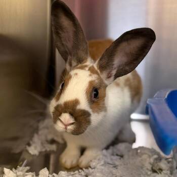 Ginger -  American Rabbit for Adoption in Pittsford, Vermont - Ginger | PetCurious