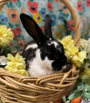 Cotterpin -  American Rabbit for Adoption in Eugene, Oregon - Cotterpin | PetCurious