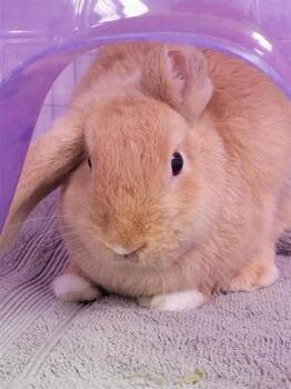 Demi -  American Rabbit for Adoption in Largo, Florida - Demi | PetCurious