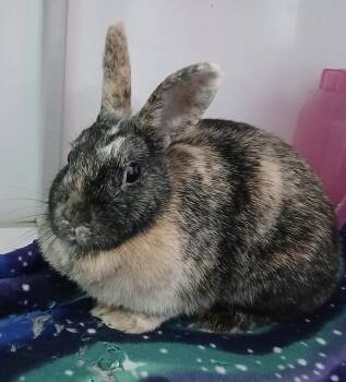 Dwarf Rabbits Available for Adoption in Chicago, Illinois - Gooseberry | PetCurious