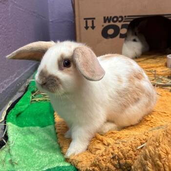 Little Critter -  Mini Lop and Lionhead Rabbit for Adoption in Providence, Rhode Island - Little Critter | PetCurious