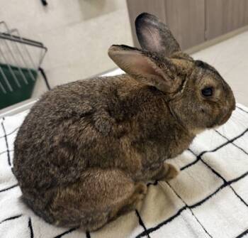 Rescue American Rabbits for Adoption in Honolulu, Hawaii - Chestnut | PetCurious