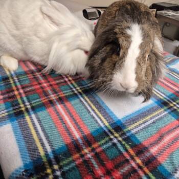 Rescue Lionhead Rabbits for Adoption in Gansevoort, New York - Chappy | PetCurious