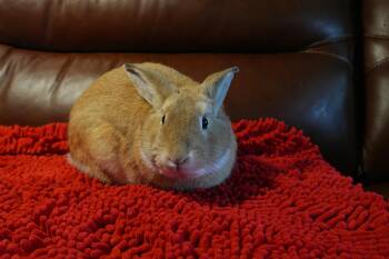 Sonny -  American Rabbit for Adoption in Garland, Texas - Sonny | PetCurious