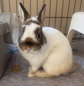 Pago -  Dwarf Rabbit for Adoption in Marshfield, Wisconsin - Pago | PetCurious