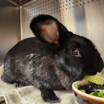 Philadelphia -  Bunny Rabbit Rabbit for Adoption in Asheville, North Carolina - Philadelphia | PetCurious