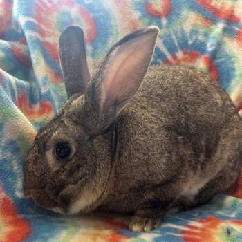 Arlo (FGN) -  Bunny Rabbit Rabbit for Adoption in Janesville, Wisconsin - Arlo (FGN) | PetCurious
