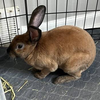 Toast -  American Rabbit for Adoption in Spokane, Washington - Toast | PetCurious