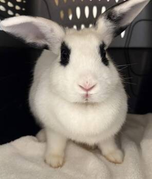 Hotot and Dwarf Rabbits Available for Adoption in Honolulu, Hawaii - Meena | PetCurious