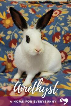 Amethyst -  English Spot Rabbit for Adoption in Ankeny, Iowa - Amethyst | PetCurious