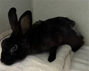 Bunny Rabbit Rabbits Available for Adoption in Camarillo, California - A880539 | PetCurious
