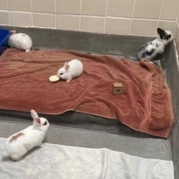 Doodlebop -  Lionhead Rabbit for Adoption in Long Beach, California - Doodlebop | PetCurious