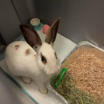 Rescue Bunny Rabbit Rabbits for Adoption in Paradis, Louisiana - Dimples | PetCurious