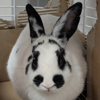 Rescue Bunny Rabbit Rabbits for Adoption in Oakville, Ontario - Lola | PetCurious