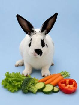 American Rabbits Available for Adoption in Bowling Green, Kentucky - Johnny | PetCurious