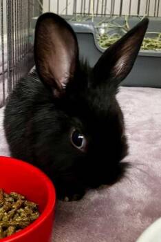 Nugget -  Lionhead Rabbit for Adoption in Santa Cruz, California - Nugget | PetCurious