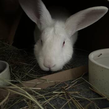 Lionel -  New Zealand Rabbit for Adoption - Lionel | PetCurious