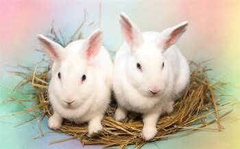 Rescue Bunny Rabbit Rabbits for Adoption in Fort Lauderdale, Florida - WHIPCREAM | PetCurious