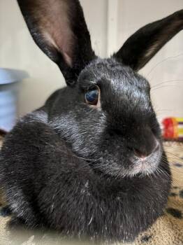 Felicity -  Satin Rabbit for Adoption in Westford, Massachusetts - Felicity | PetCurious