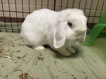 Edward - Companion To Coquita -  Holland Lop Rabbit for Adoption in Stratham, New Hampshire - Edward - Companion To Coquita | PetCurious