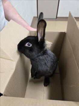 Bunny Rabbit Rabbits Available for Adoption in Derwood, Maryland - ROGER | PetCurious