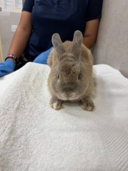 American Rabbits Available for Adoption in Honolulu, Hawaii - Vinny | PetCurious