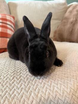 Sabu -  Mini Rex Rabbit for Adoption in Lee