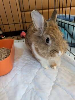 Anya -  Lionhead Rabbit for Adoption in Montreal, Quebec - Anya | PetCurious