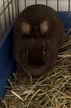 Polish Rabbits Available for Adoption in Mansfield, Connecticut - Luna | PetCurious