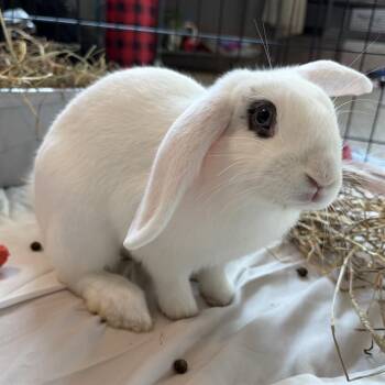 BADTZ-MARU -  Dutch Rabbit for Adoption in Barnstable, Massachusetts - BADTZ-MARU | PetCurious