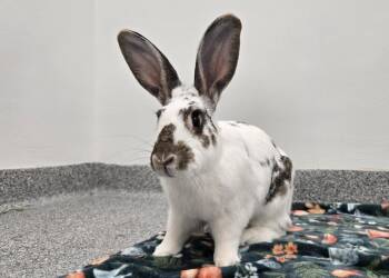 Cabbage -  Bunny Rabbit Rabbit for Adoption in Westford, Massachusetts - Cabbage | PetCurious