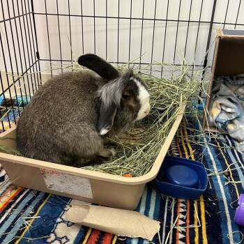 Muffin -  Lionhead and American Fuzzy Lop Rabbit for Adoption in Bedford, New Hampshire - Muffin | PetCurious