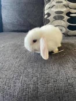 Yuna -  Holland Lop Rabbit for Adoption in Santa Cruz, California - Yuna | PetCurious