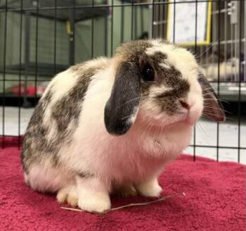 American Rabbits Available for Adoption in Oakland, California - Judy Hopps | PetCurious