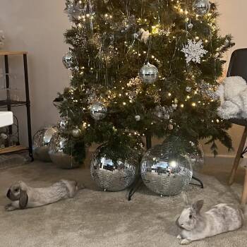 Meep (M) & Veet (F) - Bonded Pair -  Lop Eared and Lionhead Rabbit for Adoption in Charlotte, North Carolina - Meep (M) & Veet (F) - Bonded Pair | PetCurious