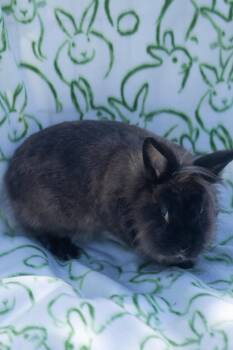 Lionhead Rabbits Available for Adoption in Bishopville, South Carolina - Poppy | PetCurious
