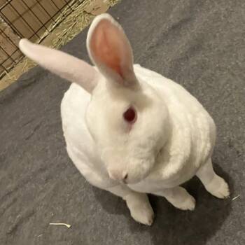 Rex Rabbits Available for Adoption in Charlotte, North Carolina - Rosa | PetCurious