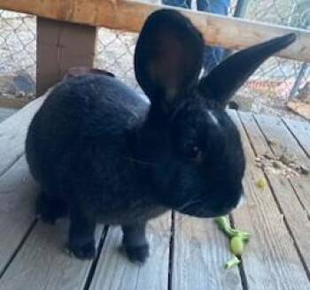 Bunny Rabbit Rabbits Available for Adoption - Twinkle | PetCurious