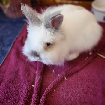 Gunter -  Lionhead Rabbit for Adoption - Gunter | PetCurious