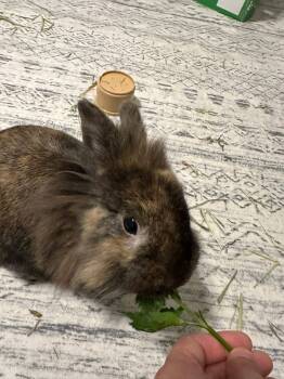 Lionhead Rabbits Available for Adoption in Plumsted, New Jersey - Benny The Bean | PetCurious