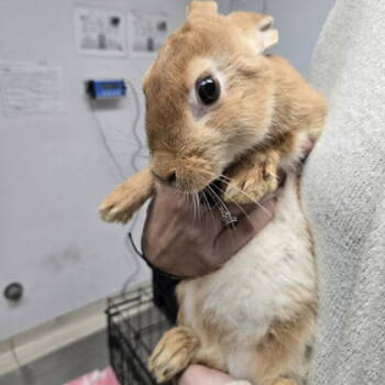 Rescue American Rabbits for Adoption in Oakland, California - Cheesesteak | PetCurious