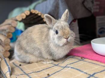 Netherland Dwarf Rabbits Available for Adoption - Oatmeal | PetCurious