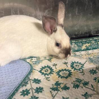 Olaf -  New Zealand Rabbit for Adoption in Winston-salem, North Carolina - Olaf | PetCurious