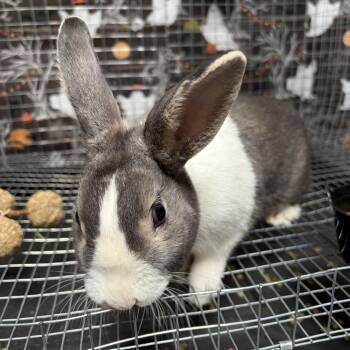 Dutch -  Dutch Rabbit for Adoption in Modesto, California - Dutch | PetCurious