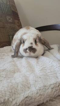 Holland Lop Rabbits Available for Adoption in Sauk Village, Illinois - Chili The Lop Mix  | PetCurious