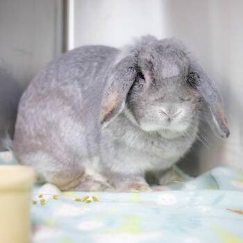 Mini Lop Rabbits Available for Adoption in San Diego, California - Cyndi Lopear | PetCurious