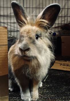 Rescue Lionhead Rabbits for Adoption in Wekiwa Springs, Florida - Chickie Blue | PetCurious
