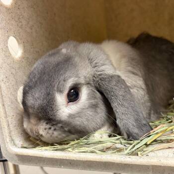 Mochi -  Holland Lop Rabbit for Adoption in Reno, Nevada - Mochi | PetCurious